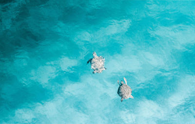 High angle view of bird swimming in pool