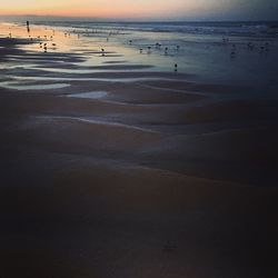 Birds flying over sea