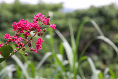 Close-up of pink flowers blooming outdoors