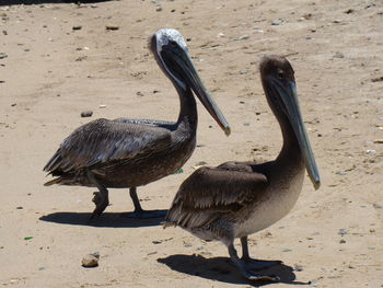 Close-up of bird