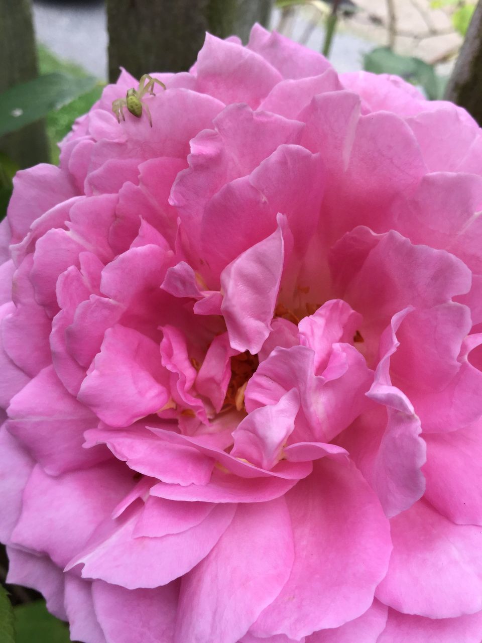 flower, petal, freshness, flower head, fragility, pink color, beauty in nature, close-up, growth, blooming, nature, focus on foreground, pink, rose - flower, in bloom, plant, blossom, day, natural pattern, outdoors, no people, botany, selective focus, softness, macro, detail