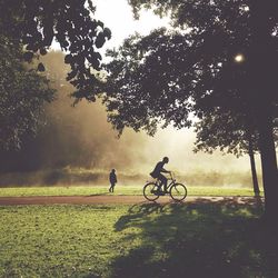 Silhouette of bicycles against tree