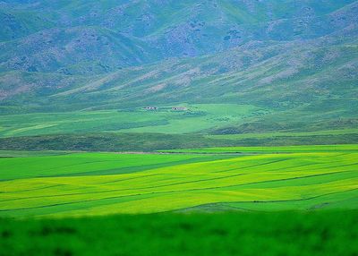 Scenic view of agricultural field