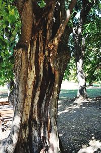 View of tree trunk