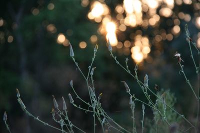 Close-up of plants against blurred background