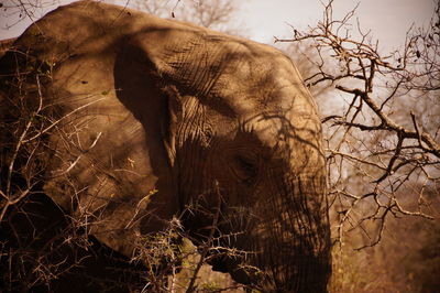 Close-up of elephant on bare tree