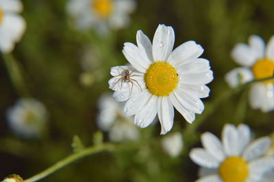 Various forest flowers closeup the bloom