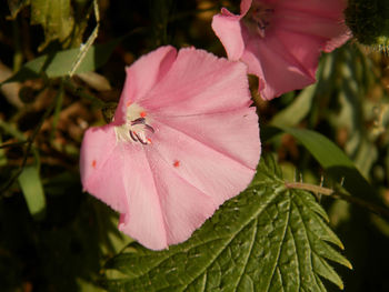 Close-up of pink hibiscus blooming outdoors