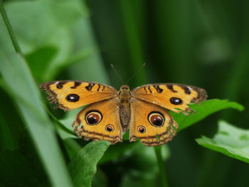 Close-up of butterfly on leaf