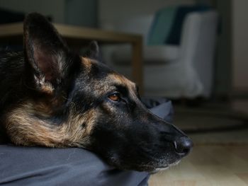 Close-up of dog looking away at home