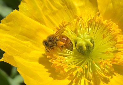 Close-up of bee pollinating on yellow flower