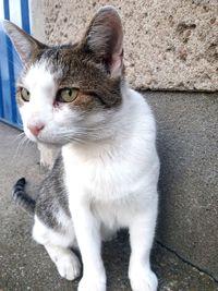 Close-up of cat looking away