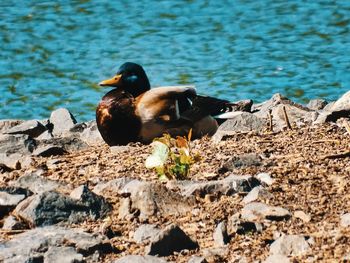 Ducks on rock by lake