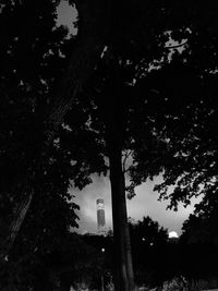 Low angle view of trees