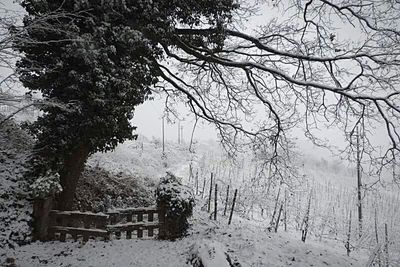 Bare trees against sky
