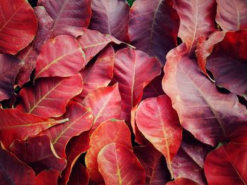 Full frame shot of autumnal leaves