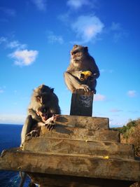 Low angle view of monkey against sky