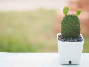 Close-up of plant on table