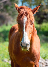 Portrait of horse in ranch