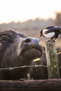 View of an animal on wooden post