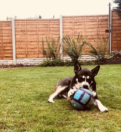 Portrait of dog relaxing on field