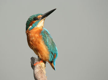 Bird perched on branch