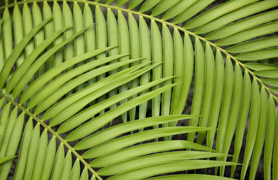 Closeup of green tropical leaves in botanic garden