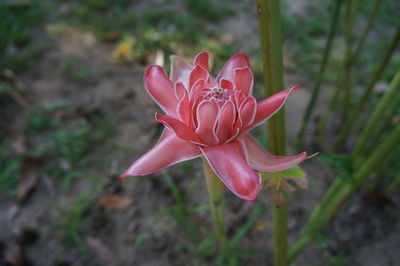 Close-up of pink flower