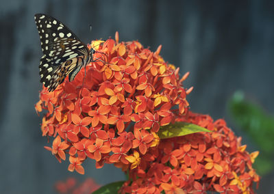 Close-up of butterfly pollinating on flower