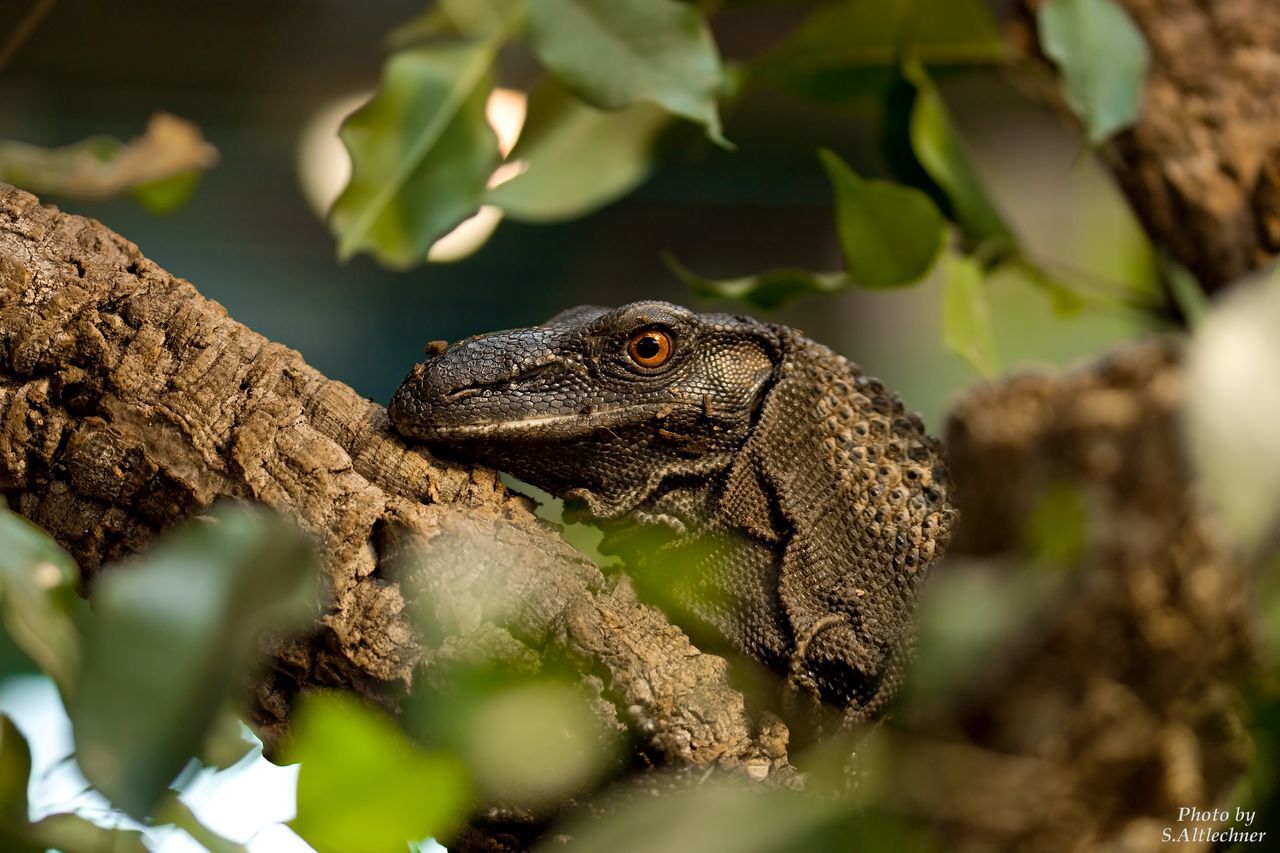 one animal, animals in the wild, wildlife, lizard, reptile, close-up, selective focus, side view, zoology, branch, focus on foreground, nature, outdoors, beauty in nature, no people