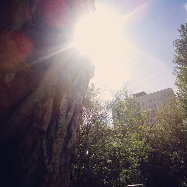 sun, sunbeam, tree, sunlight, lens flare, low angle view, building exterior, built structure, architecture, sunny, sky, nature, day, growth, bright, outdoors, no people, tranquility, silhouette, tree trunk