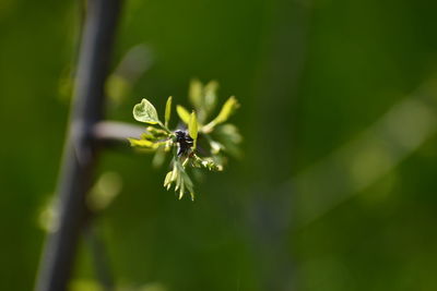 Close-up of insect on plant
