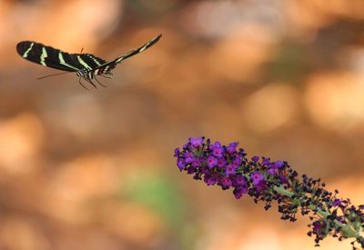 Close-up of butterfly on flower