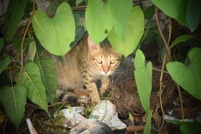 Portrait of cat sitting on tree
