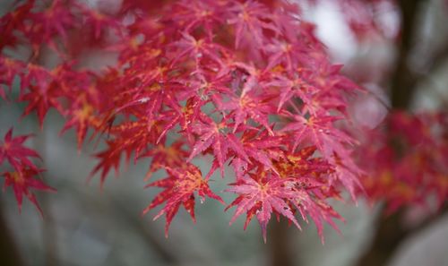 Close-up of red maple leaves on tree