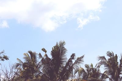 Low angle view of coconut palm trees against sky