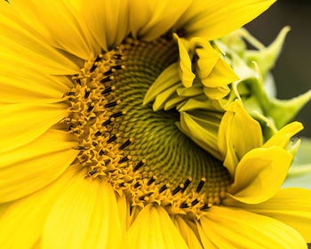 Close-up of yellow sunflower