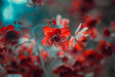 Close-up of red flowering plant