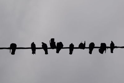 Low angle view of birds perching on metal against sky