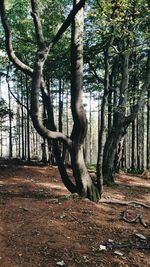 Trees in forest