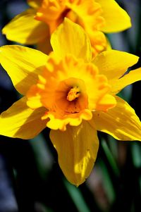 Close-up of yellow flower blooming outdoors