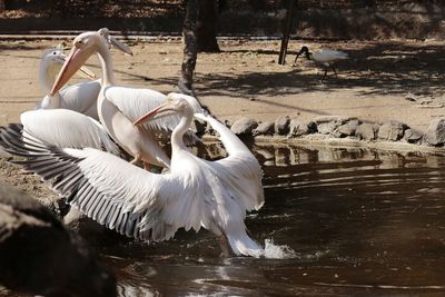 View of birds in water