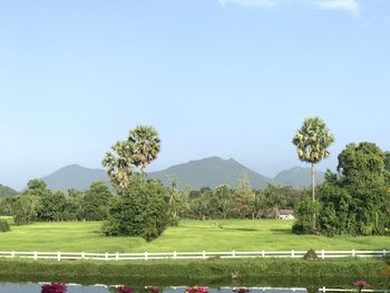 Scenic view of field against clear sky
