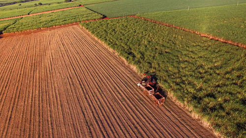 High angle view of crop growing on field