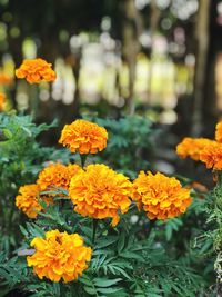 Close-up of marigold flowers