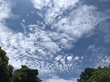 Low angle view of trees against sky