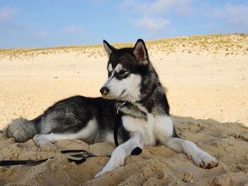 View of a dog on the beach
