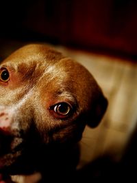 Close-up portrait of dog at home