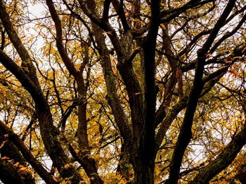 Low angle view of trees in forest