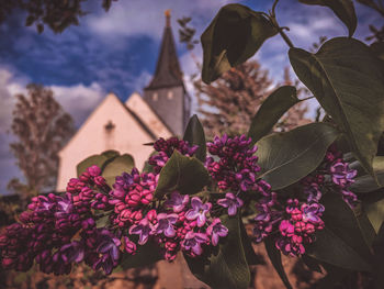 Close-up of pink flowering plant against building